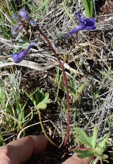 Delphinium depauperatum