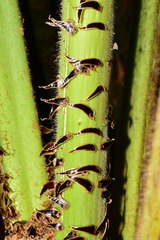 Cyathea tryonorum