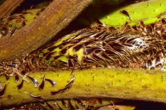 Cyathea tryonorum