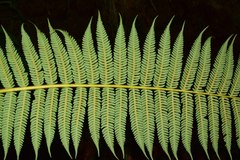 Cyathea tryonorum