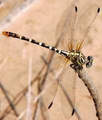 Erpetogomphus compositus