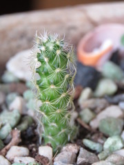 Cactaceae
