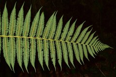 Cyathea tryonorum