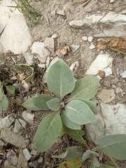 Verbascum gnaphalodes