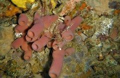 Haliclona mediterranea