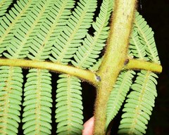 Cyathea tryonorum