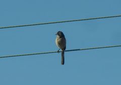 Aphelocoma californica