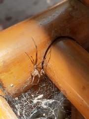 Latrodectus geometricus