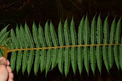 Cyathea tryonorum