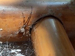 Latrodectus geometricus