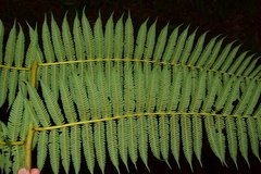 Cyathea tryonorum