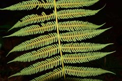 Cyathea tryonorum