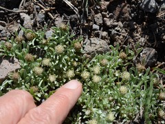 Antennaria dimorpha