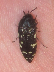 Acmaeodera ornata