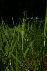 Epichloe festucae
