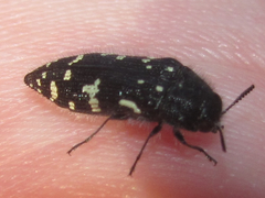 Acmaeodera ornata