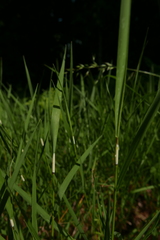 Epichloe festucae