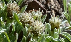Antennaria dimorpha