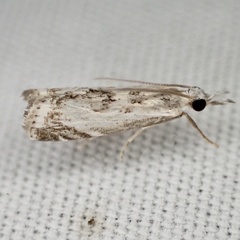 Microcrambus kimballi