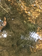 Salvelinus fontinalis