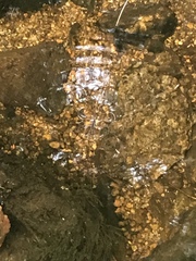 Salvelinus fontinalis