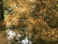 Salvelinus fontinalis