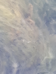 Cladophora glomerata