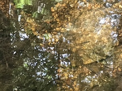 Salvelinus fontinalis