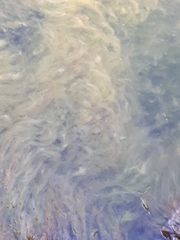 Cladophora glomerata