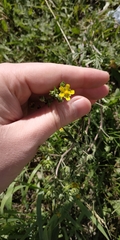 Potentilla tobolensis