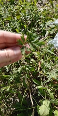 Potentilla tobolensis