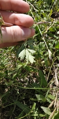 Potentilla tobolensis