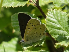Lycaena tityrus subalpina