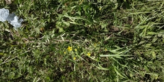 Potentilla tobolensis