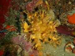 Axinella verrucosa