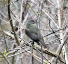 Vireo gilvus