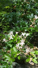 Rhododendron arborescens