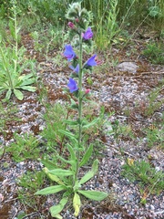 Echium vulgare