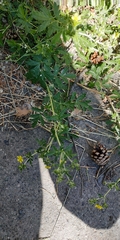Potentilla tobolensis