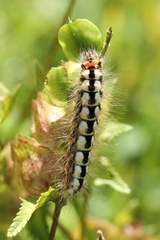 Acronicta euphorbiae