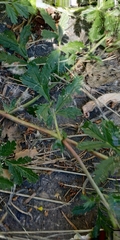 Potentilla tobolensis