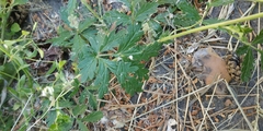 Potentilla tobolensis