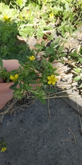 Potentilla tobolensis