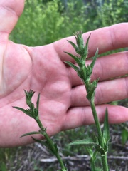 Cichorium intybus