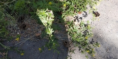 Potentilla tobolensis