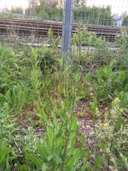 Cichorium intybus