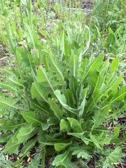 Cichorium intybus