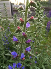 Echium vulgare
