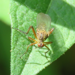 Empis livida