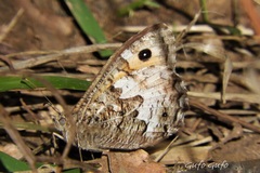 Hipparchia blachieri